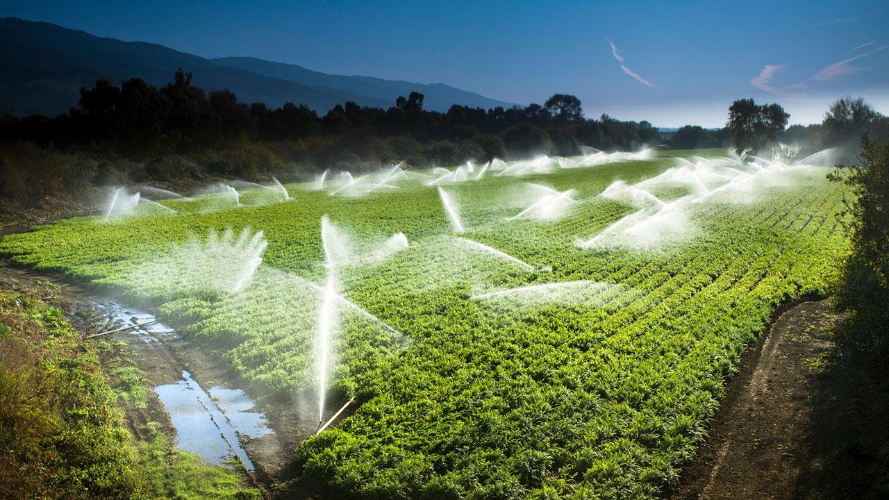 Irrigation sprinkler watering crops on fertile farmland